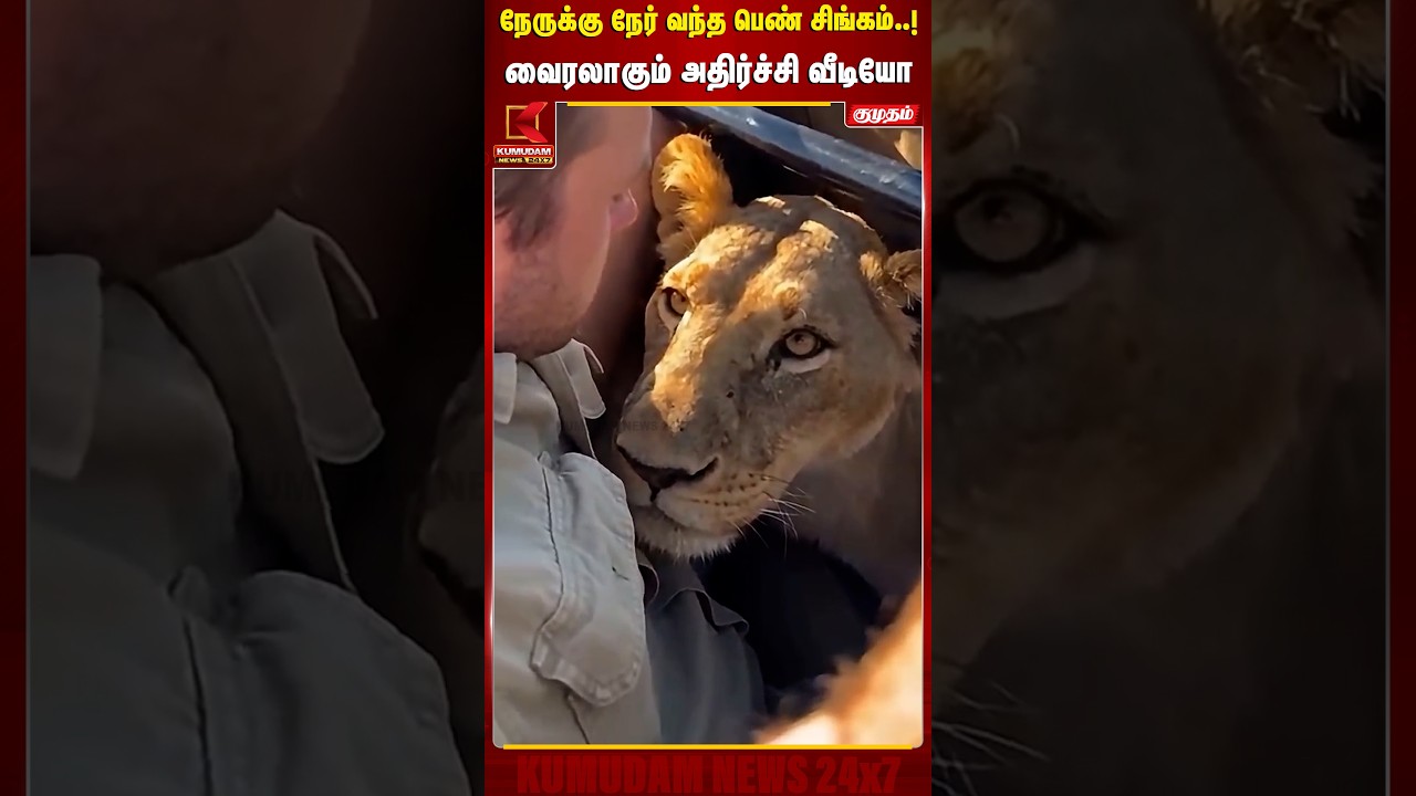 நேருக்கு நேர் வந்த பெண் சிங்கம்..! வைரலாகும் அதிர்ச்சி வீடியோ | Lioness | African Safari