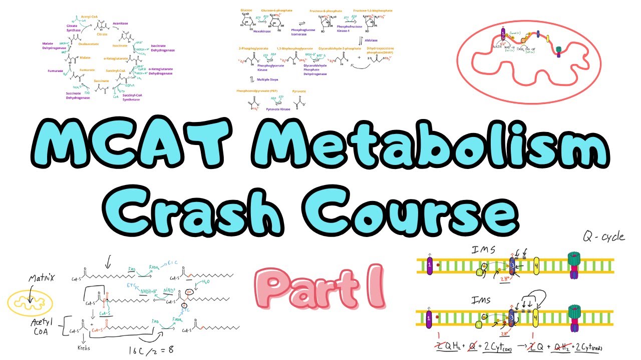 MCAT Metabolism Crash Course (Part 1): Glycolysis through ATP Synthase and Everything in Between