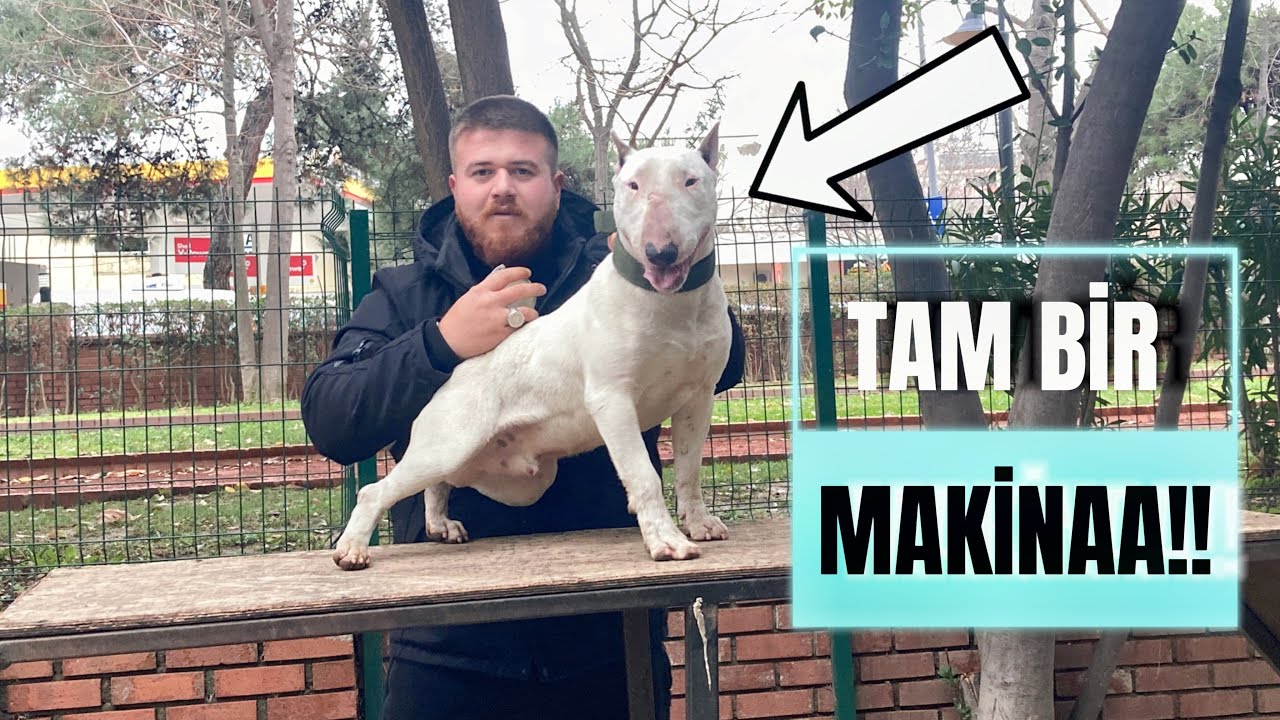 EFSANE BULL TERRİER PARKUR CANAVARI!
