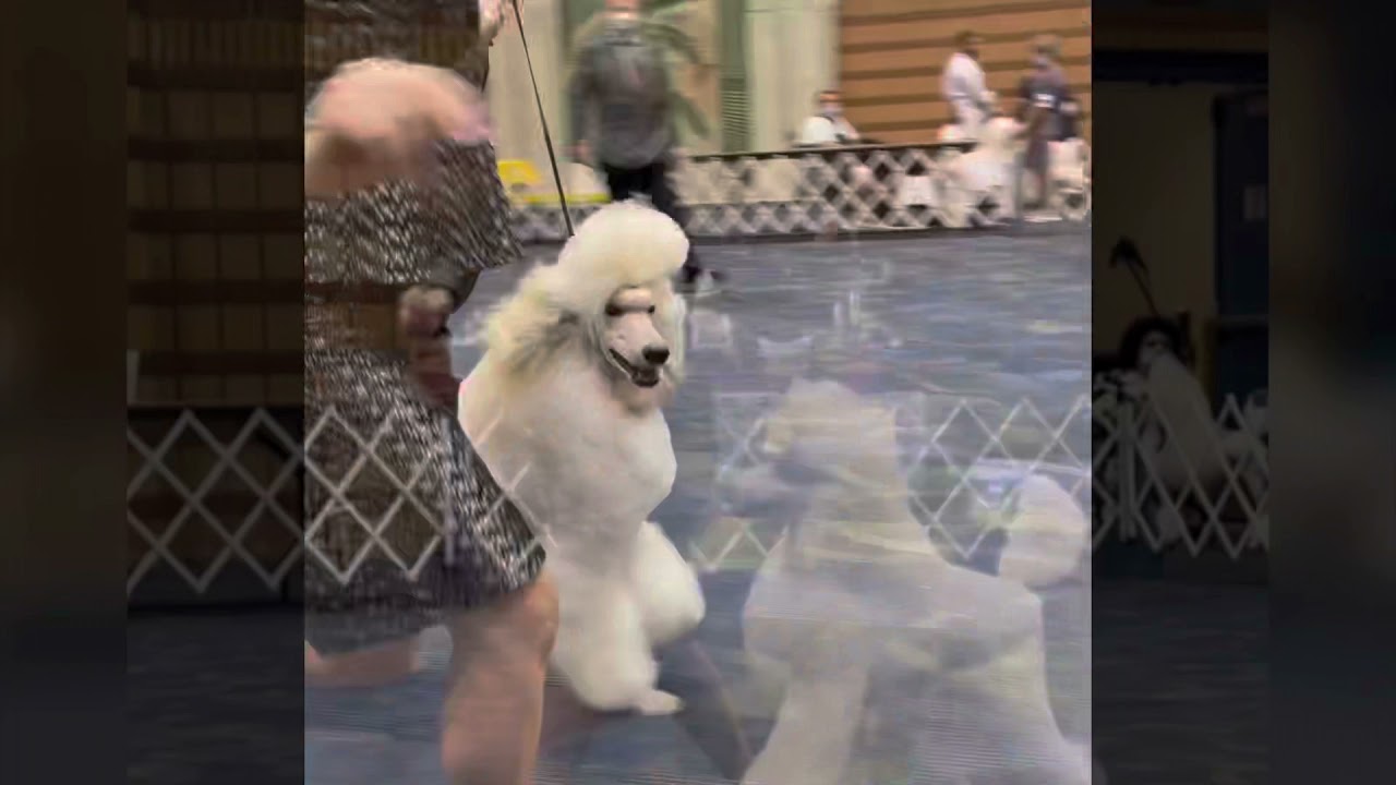 Creole Poodle Club of New Orleans Poodle Specialty ~ The Standards