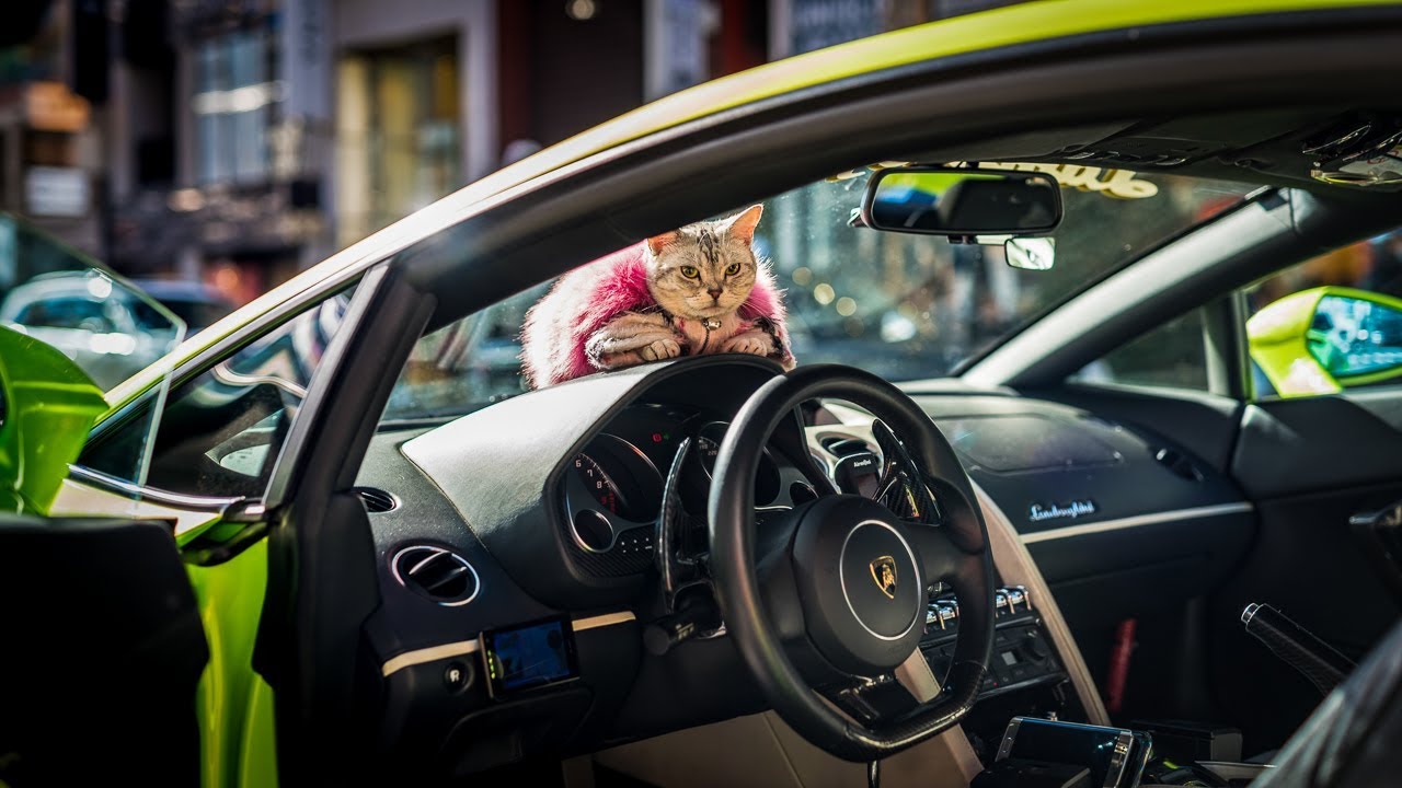 This Cat OWNS TWO LAMBORGHINIS...Meet Torako!