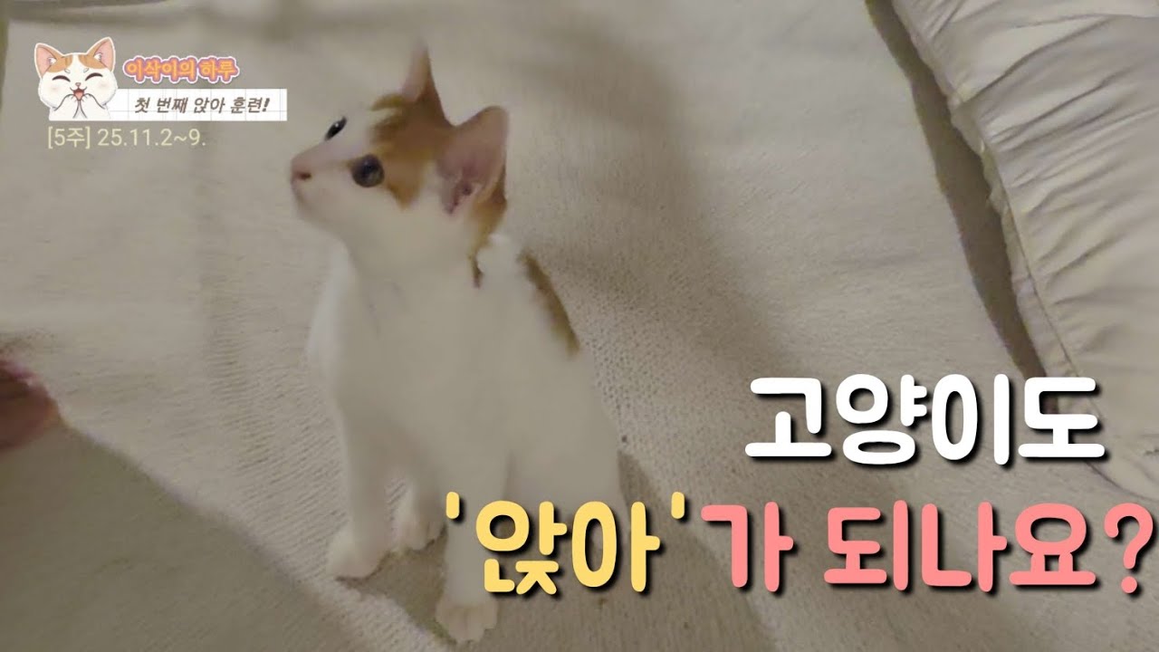 [5주] 고양이도 '앉아'가 되나요?
