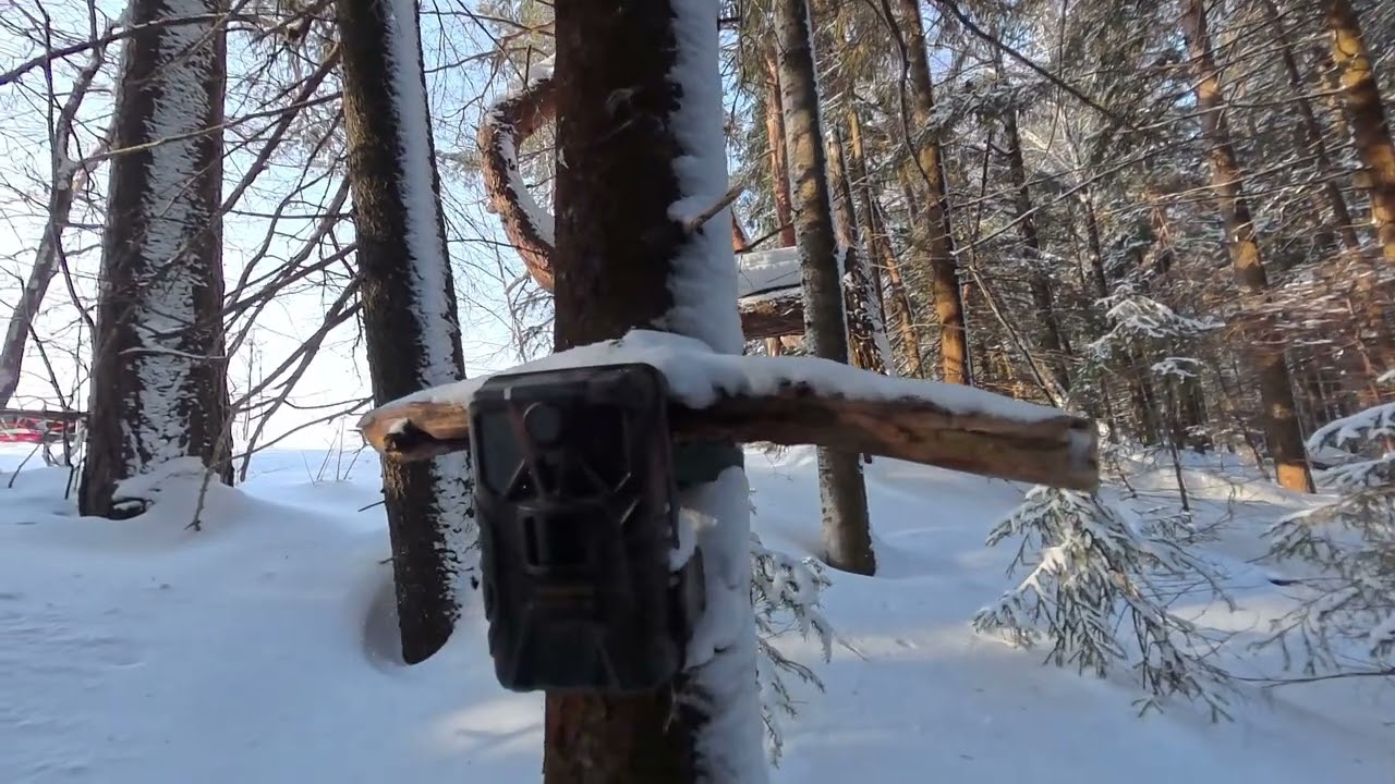 Какие загадки скрывает лес? Фотоловушка показала