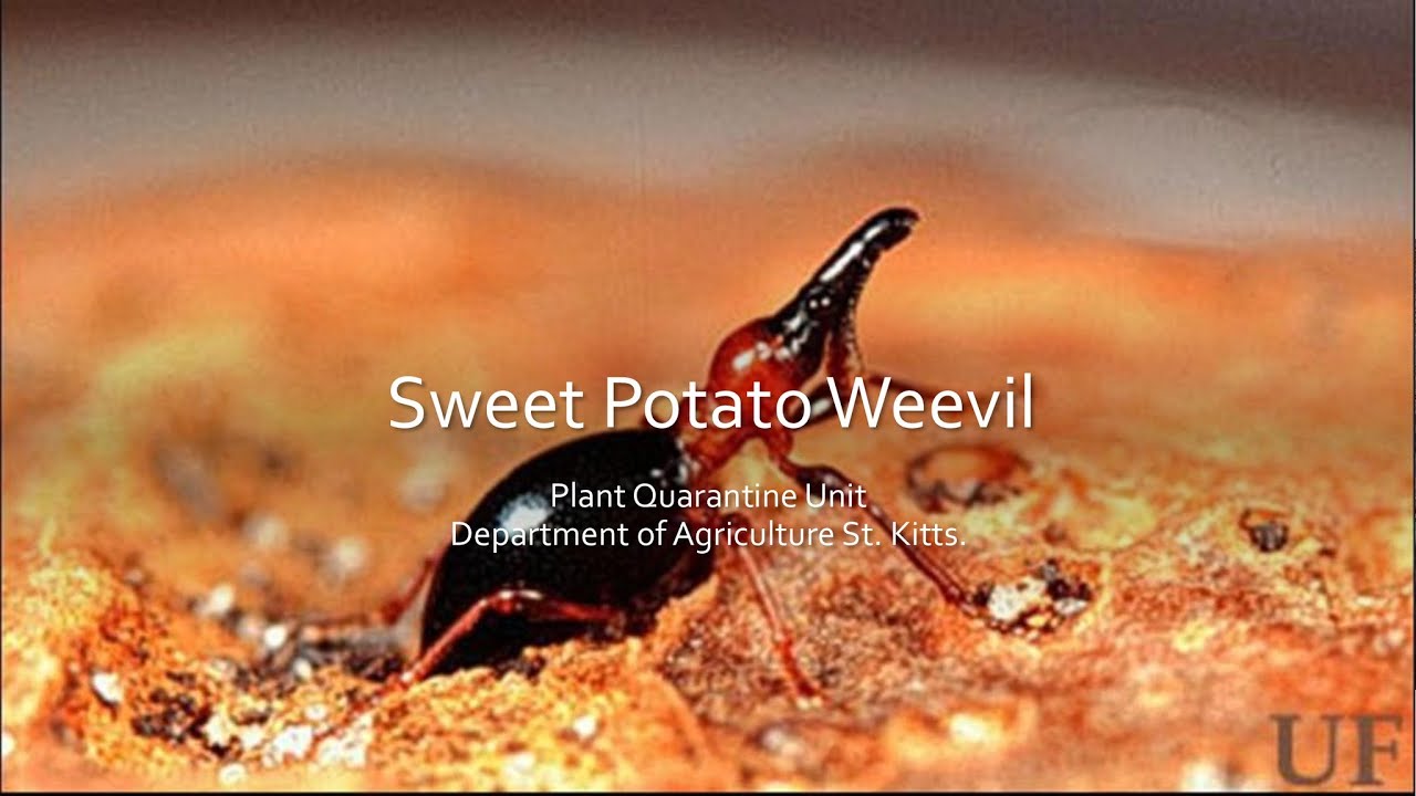SWEET POTATO WEEVIL