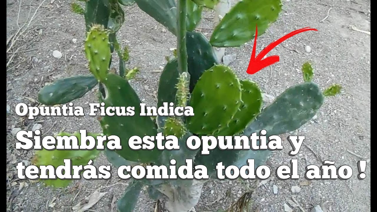 NOPAL PARA SEMBRAR EL MEJOR | Opuntia Ficus Indica