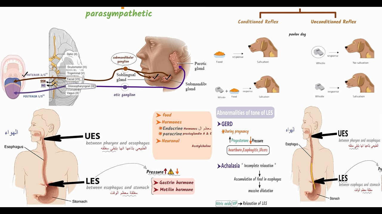 المحاضرة 3 من كورس الفيسيولوجي الجزء الثاني   Physiology G.I.T Lecture ( 3 - part 2 ) { G.I.T }