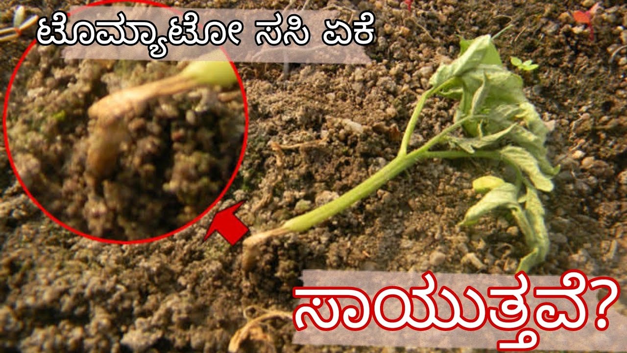 Tomato damping off | ಟೊಮ್ಯಾಟೋ ಕತ್ತು ಕೊಳೆ ರೋಗ | ಸಸಿಗಳು ಸಾಯಲು ಕಾರಣವೇನು? | symptoms & control measures