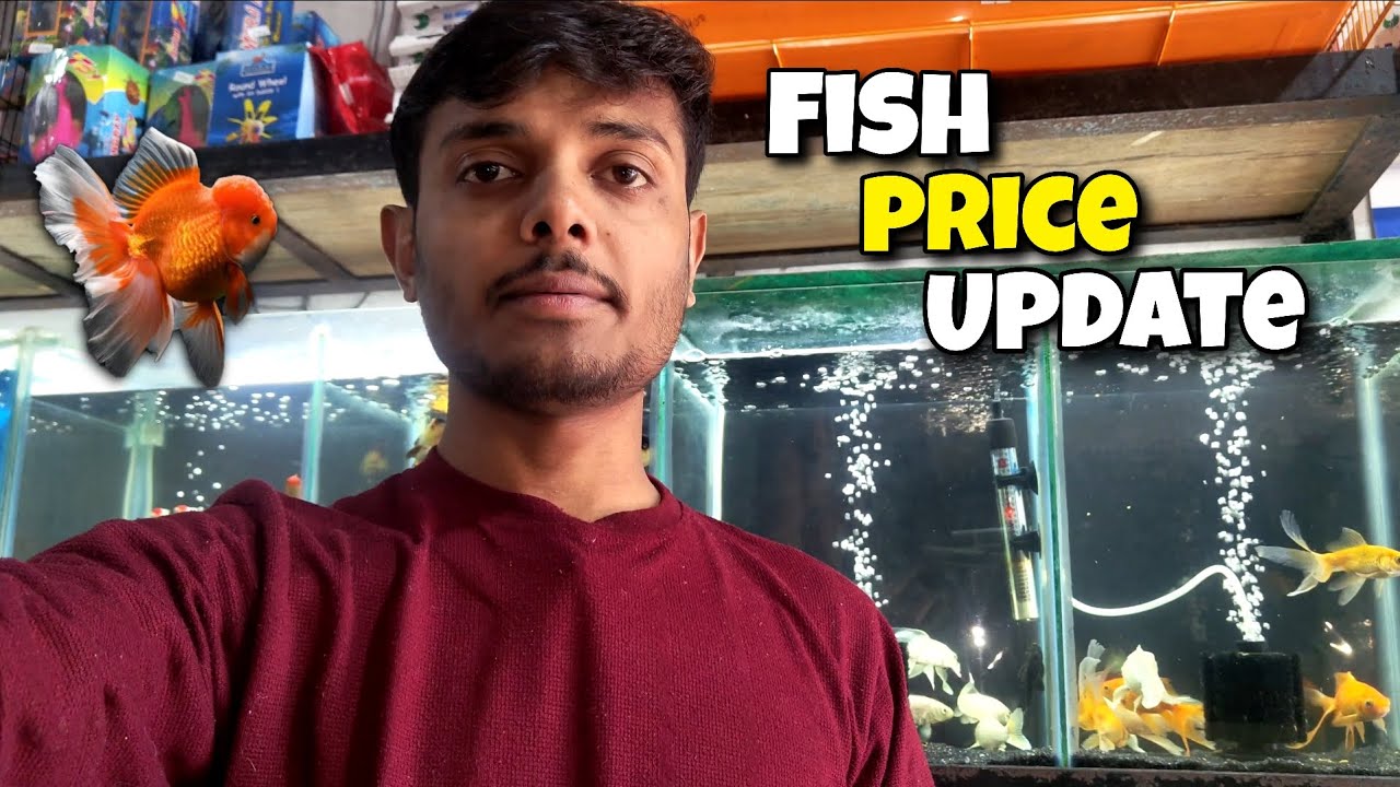 Fish Price Update || Krrish Fish Aquarium Shop Farrukhabad #fish #fishaquariumshop #viralvideo 