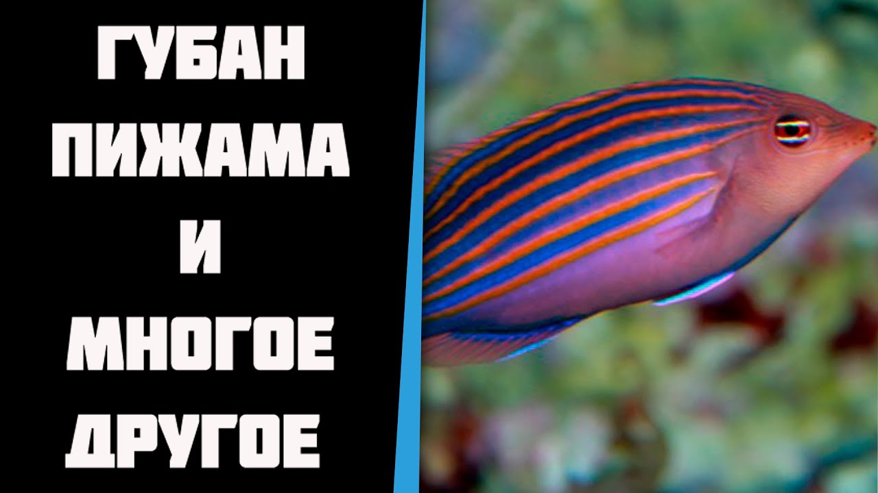 Посылка с губаном пижама, собачкой и кораллами.