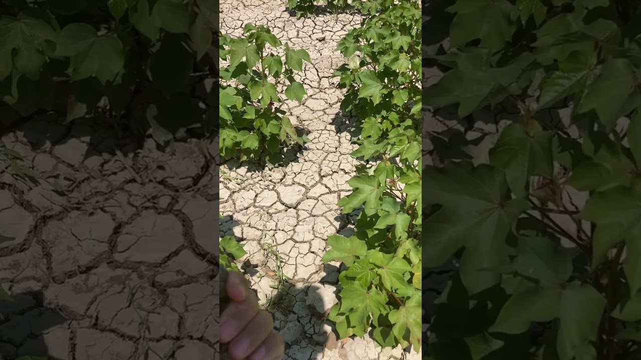 Pamuk Yetişmeyen Tarlada CaO Calne ile 630 kg Verim Aldık