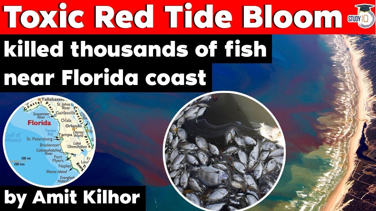 Florida Red Tide bloom killed thousands of fish in the sea - Geography Current Affairs UPSC, UP PCS