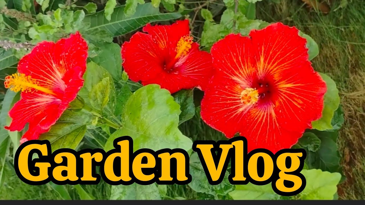 Garden Vlog |Beautiful Flowers at Home 🏡