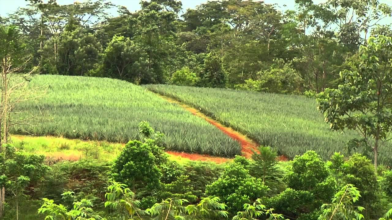 DOLE - Organic Pineapples