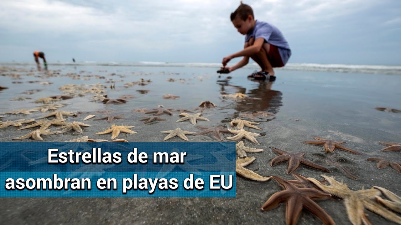 Miles de estrellas de mar llegan a playas de Carolina del Sur