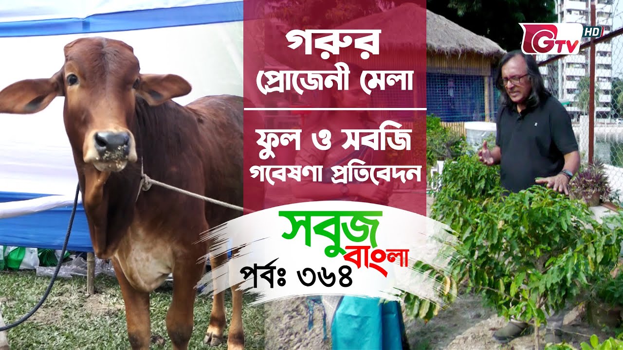 গরুর প্রোজেনী মেলা | ফুল ও সবজি গবেষণা প্রতিবেদন | Sobuj Bangla- EP 364
