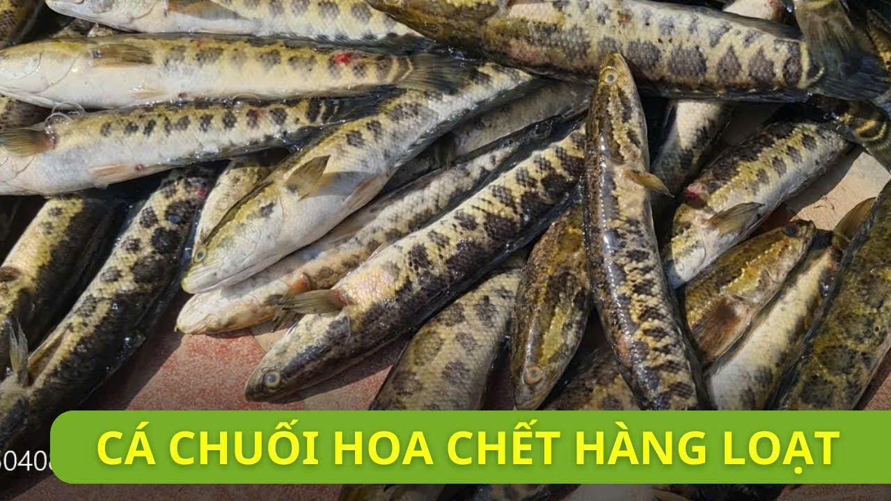 Cá chuối hoa nuôi bể bạt chết hàng loạt gây thiệt hại  lớn | Thủy sản Hùng Tiến
