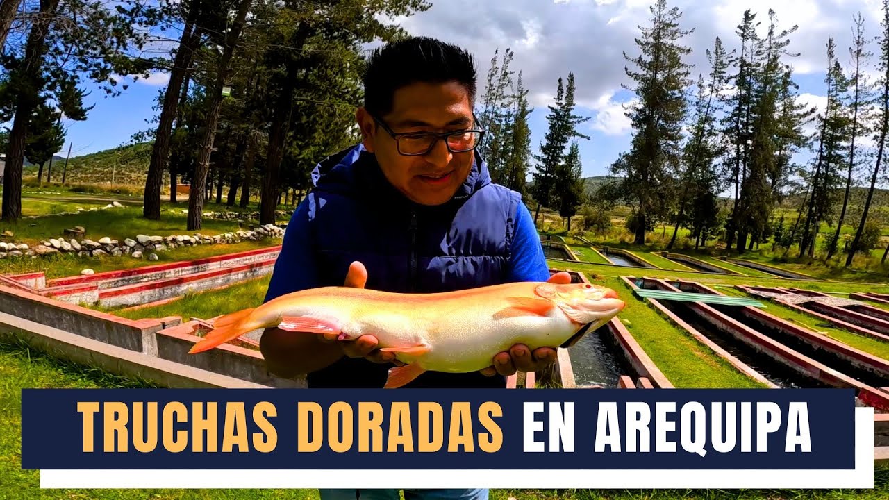 Truchas doradas en Arequipa