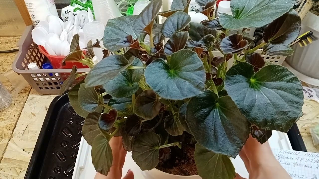 🌺😱Хочу цвести!!!😱🌺Какие удобрения нужны для пышного и яркого цветения.🌺