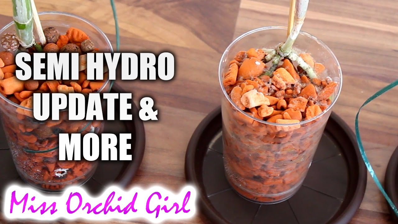 Orchids in semi hydroponics - Updates and thoughts
