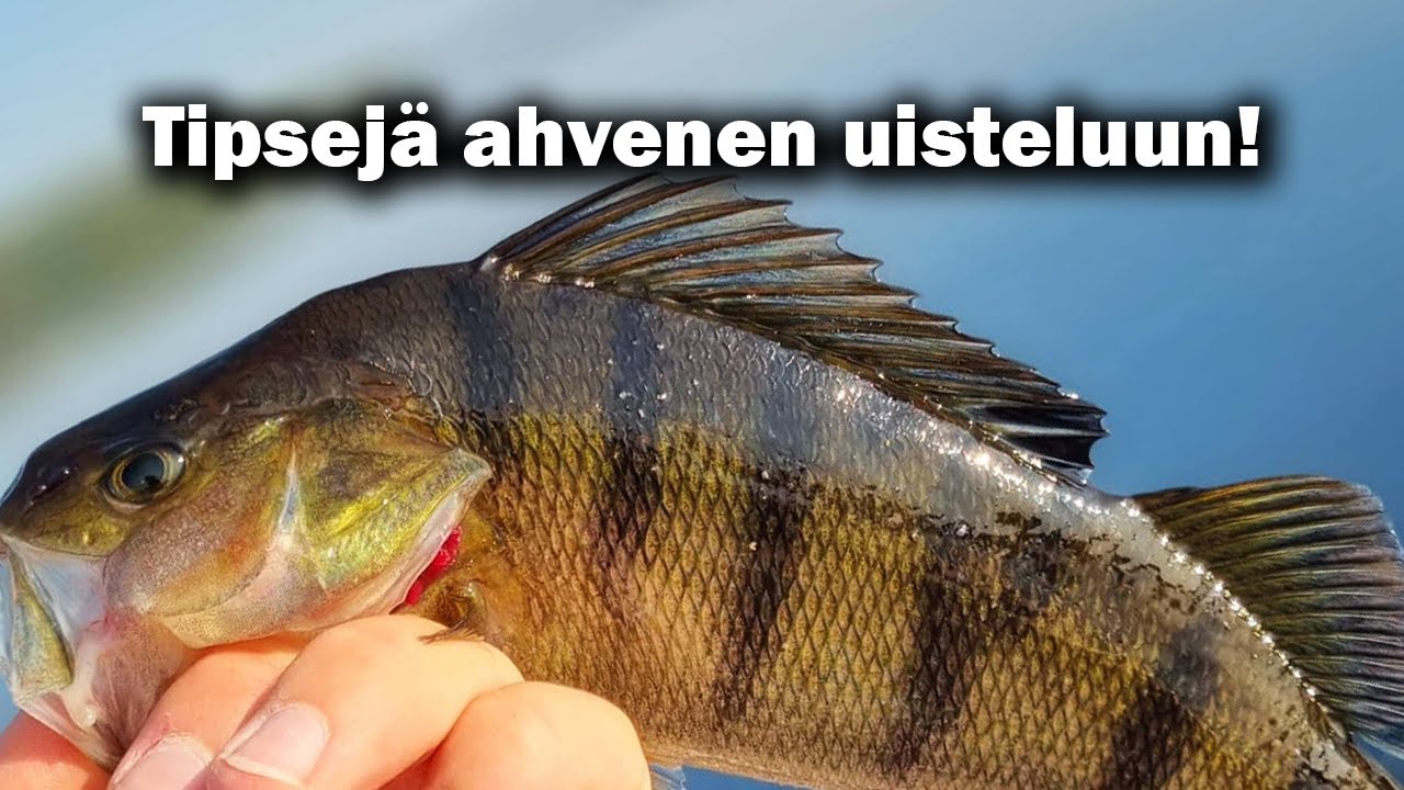 Ahvenpaikat kesällä | Ahvenen vetouistelu
