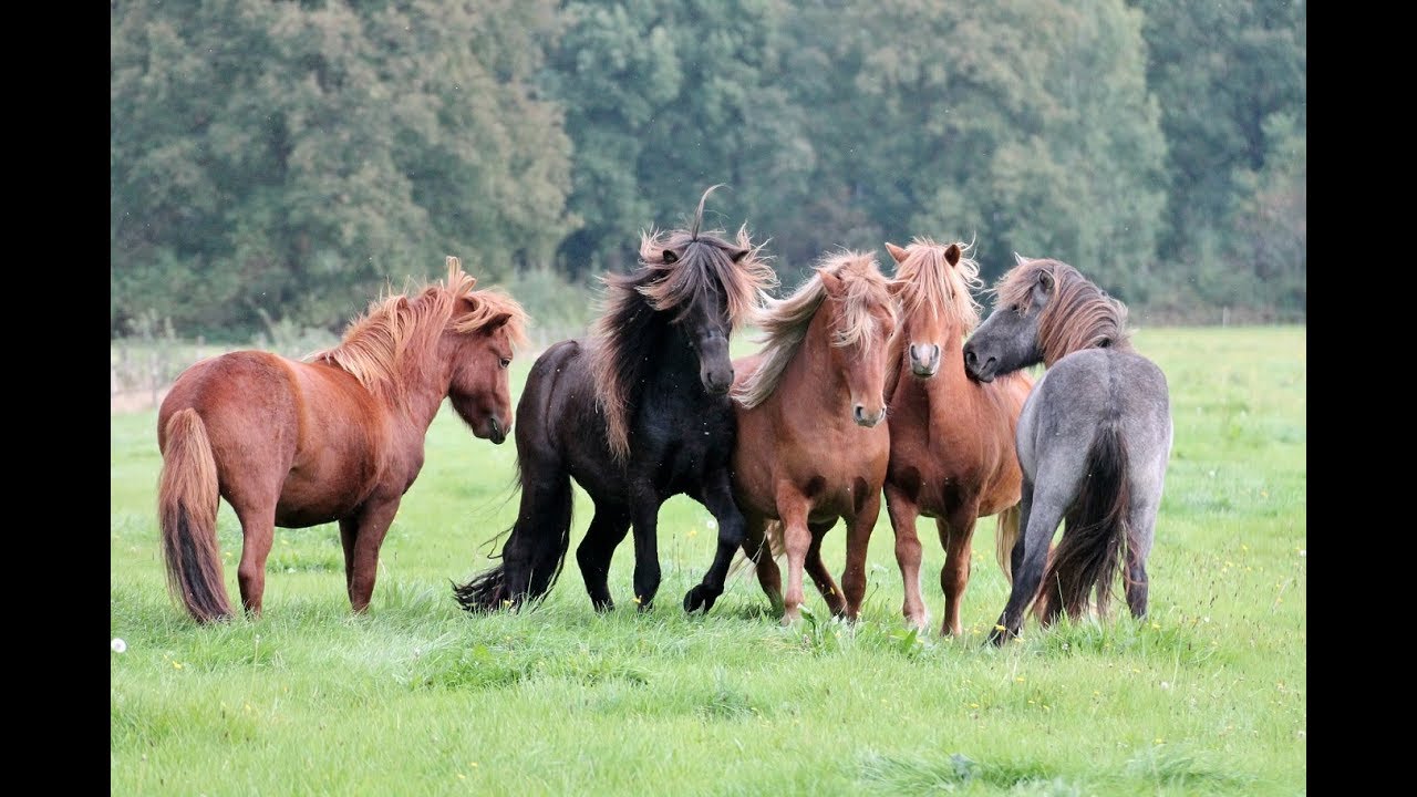 Het IJslandse paard
