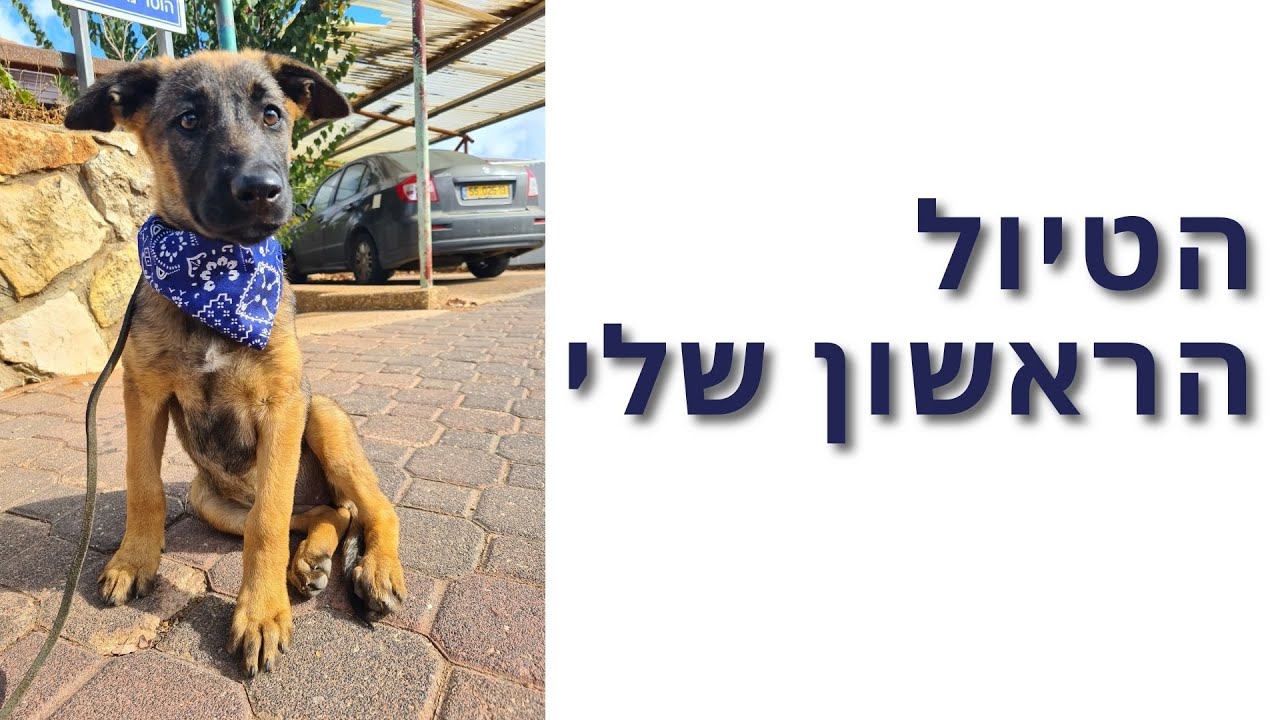 חשיפה ראשונית לטיולים לגורי כלבים | דנה שריד חמו | אימון כלבים בצפון הארץ