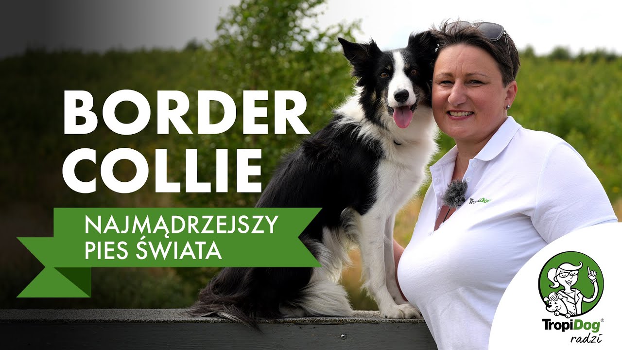 Najmądrzejszy pies świata? Poznaj Border Collie!