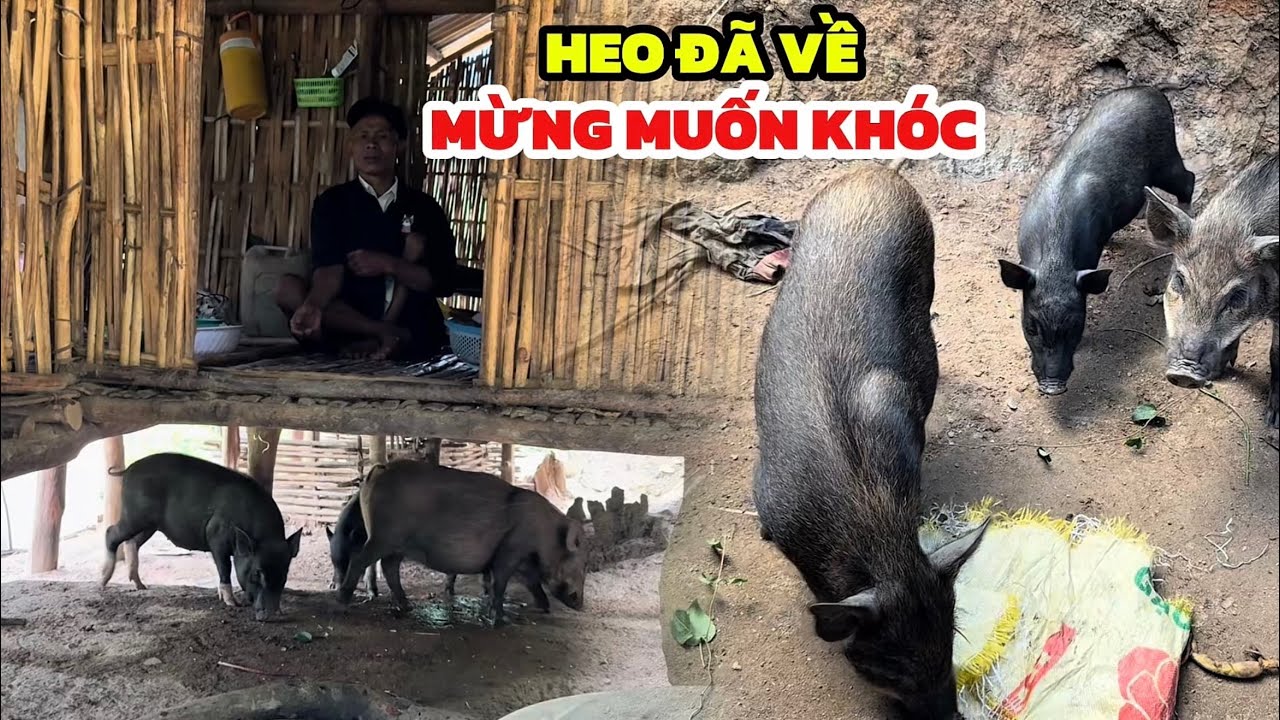 Những Con Heo Đã Về Anh Vui Mừng Giờ Anh Có Động Lực Lại Rồi Cả Nhà Ơi