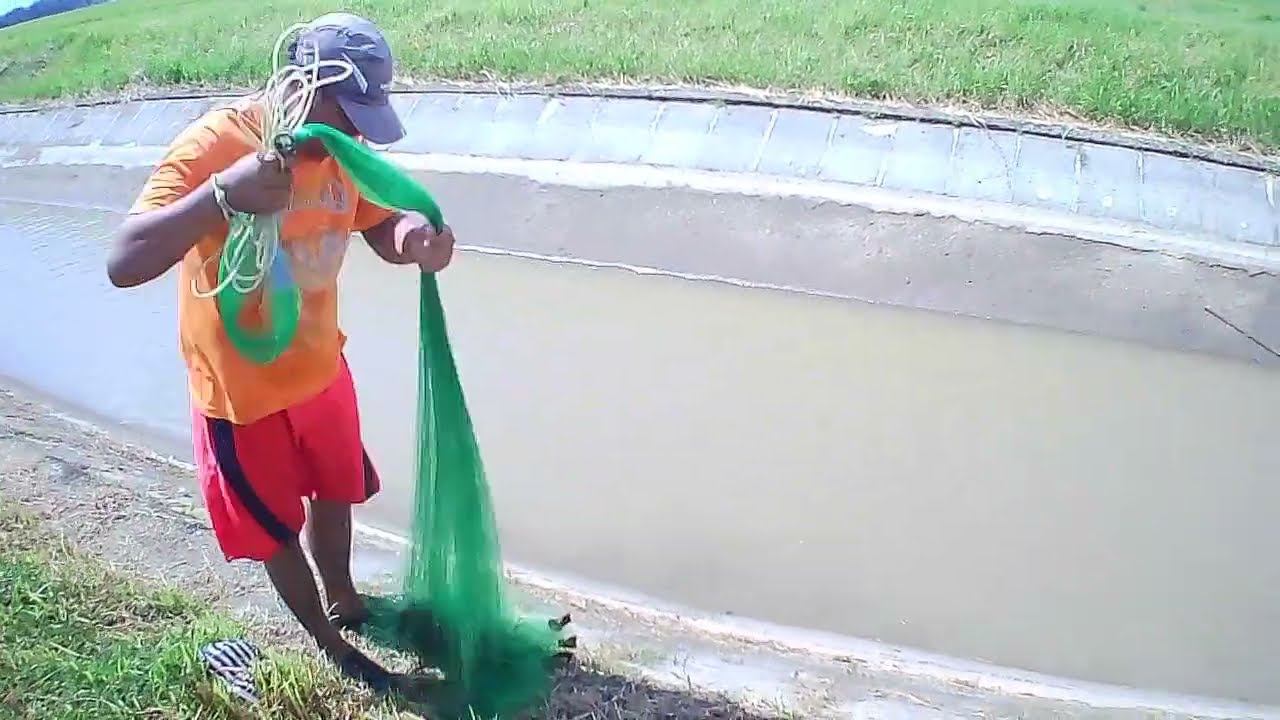 Menjala ikan melem di irigasi sawah 