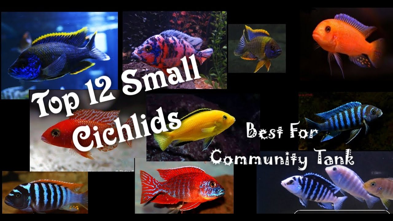 Top 12 Small Cichlids Fish for Cichlid Community Tank// Best Cichlid for Cichlids Aquarium//Part-1