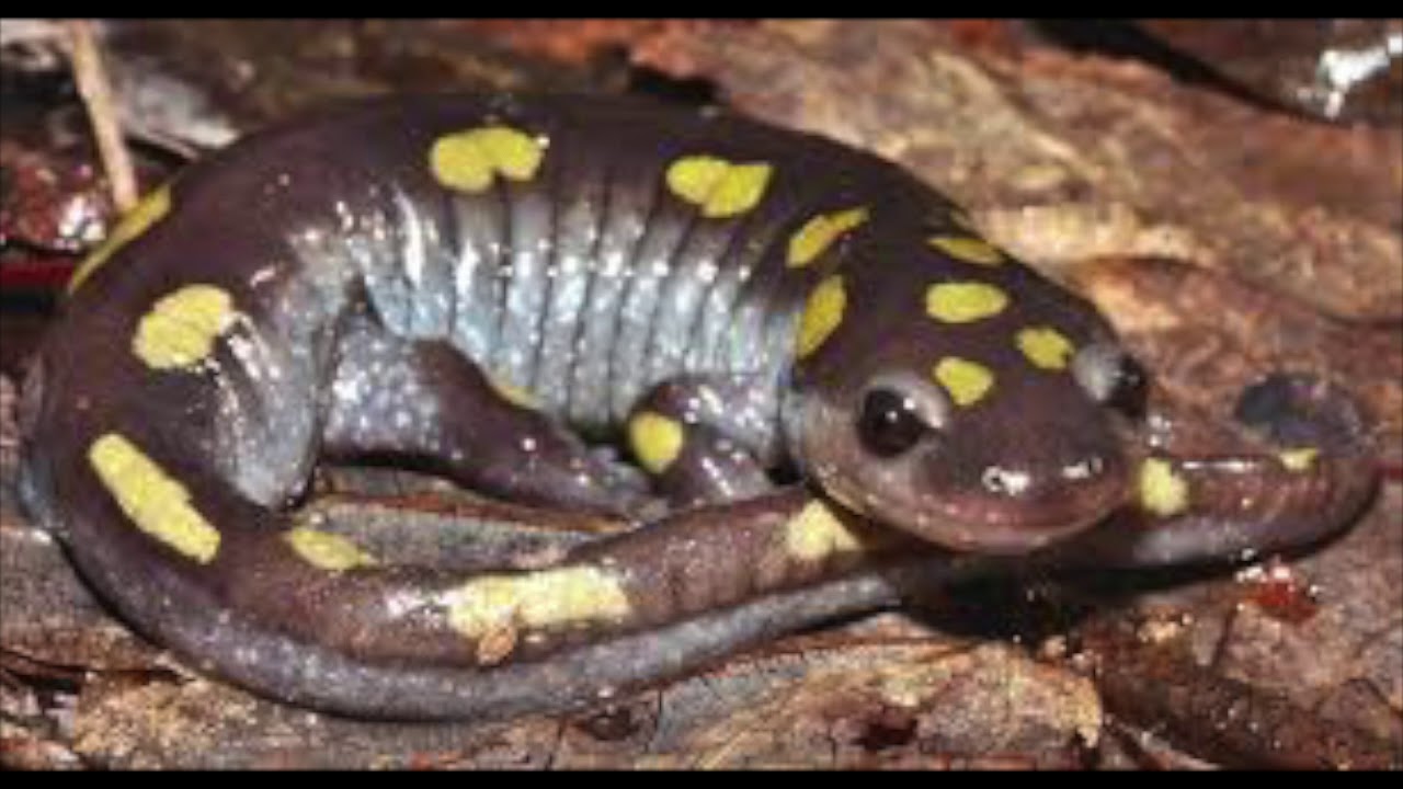 5 Days in May by Salamander Crossing