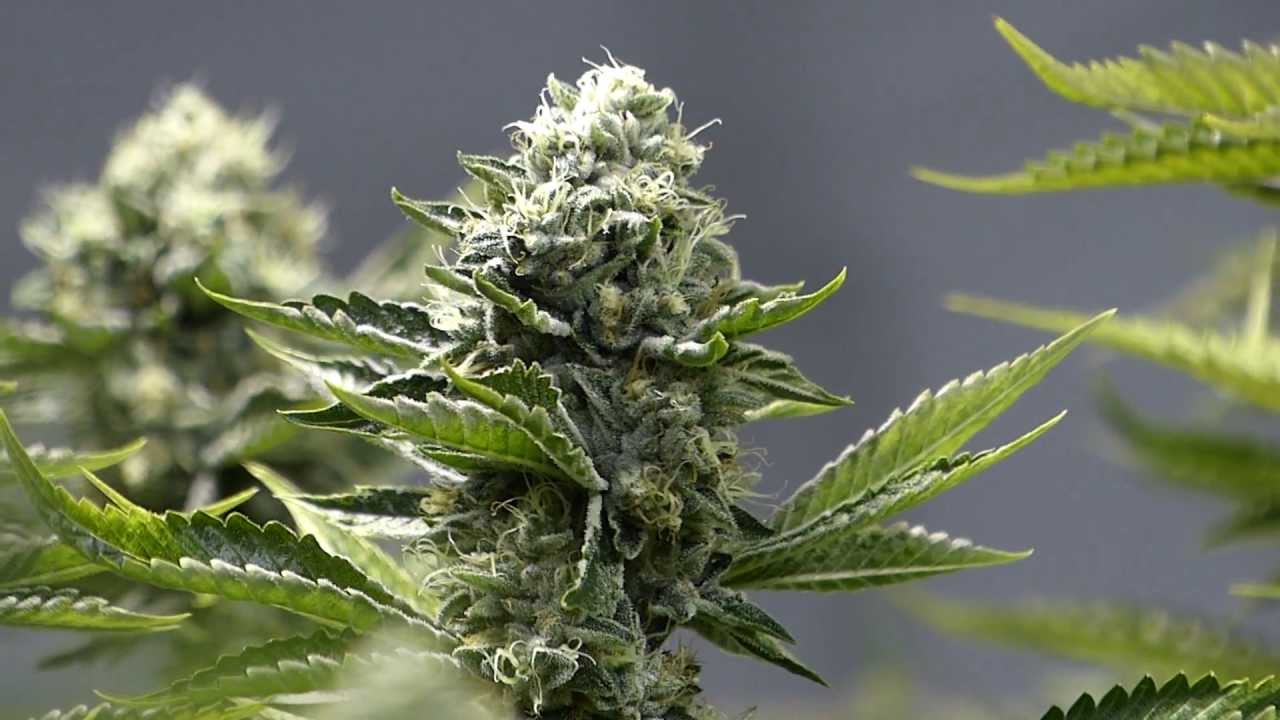 Multi-Strain Grow - EPIC! 4K - Day 50
