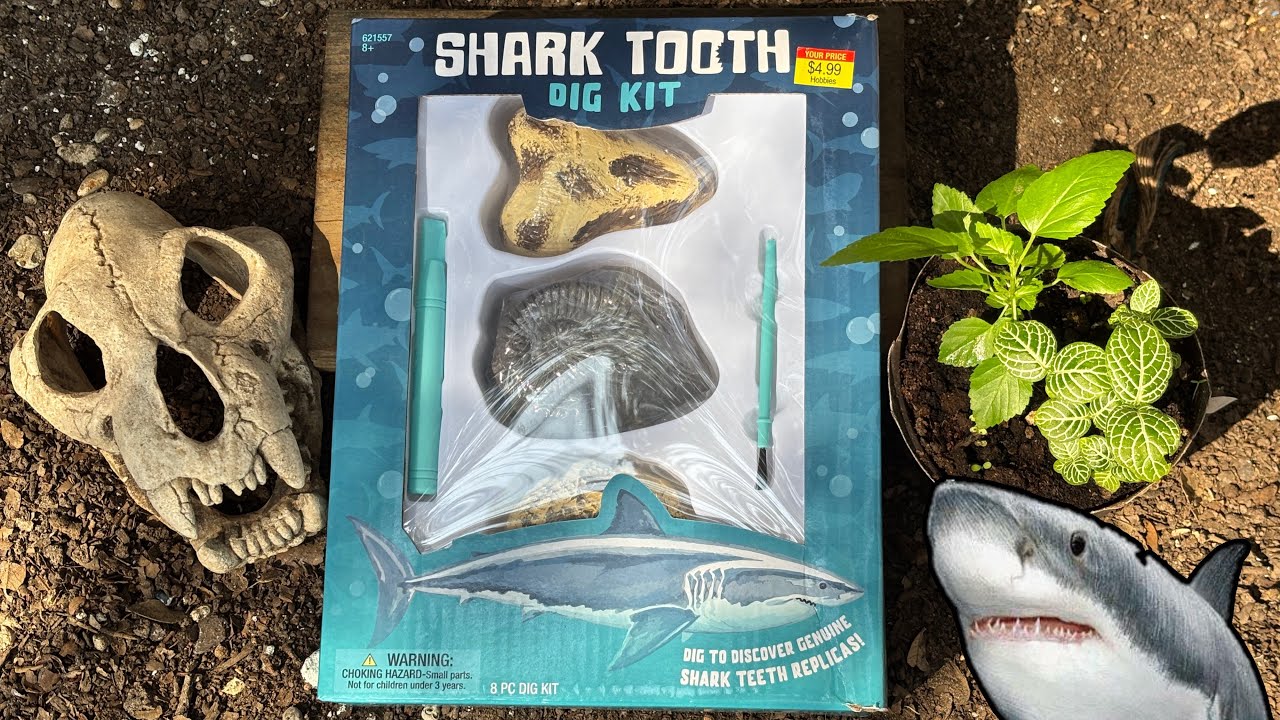 Shark tooth fossil dig kit excavation review 