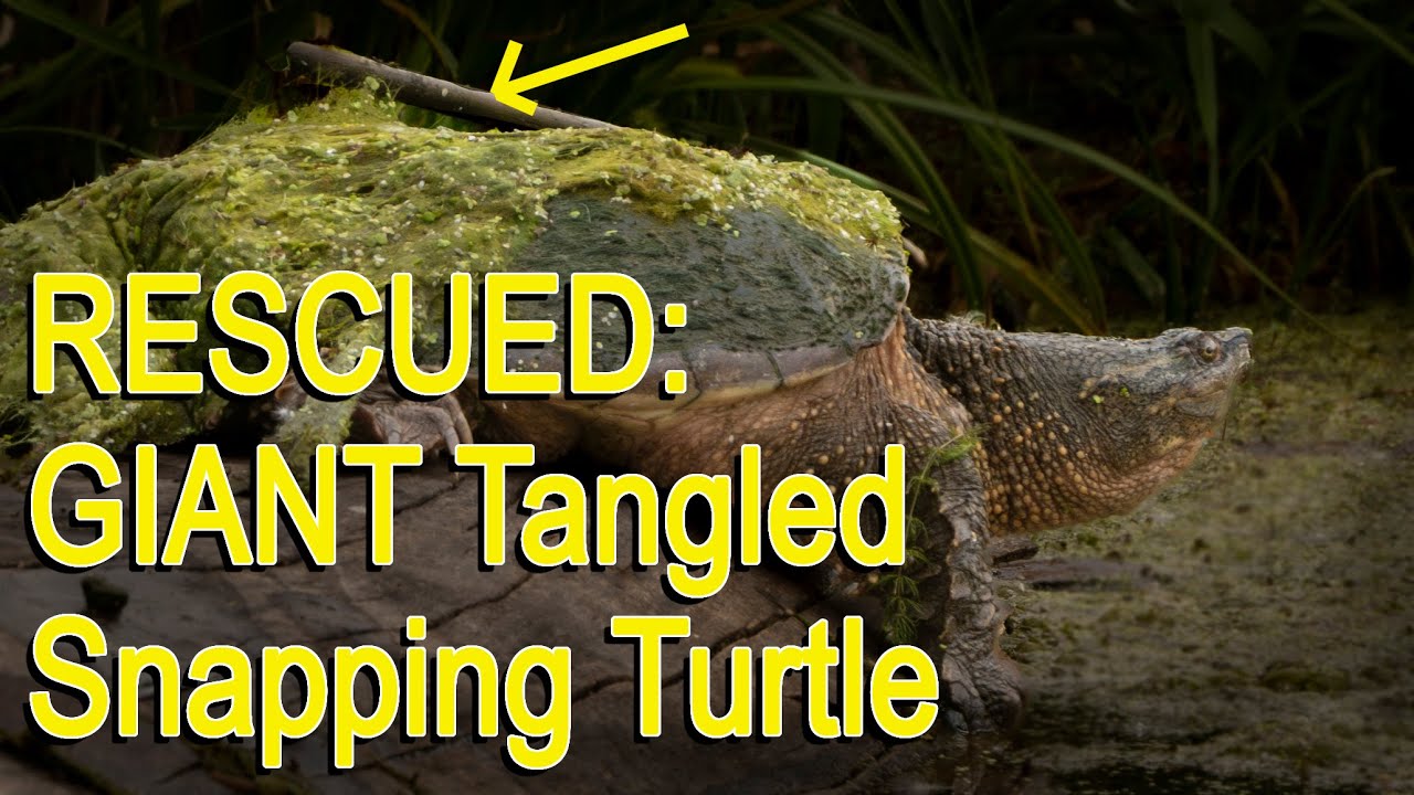 Rescued a Giant Tangled Wetlands Snapping Turtle