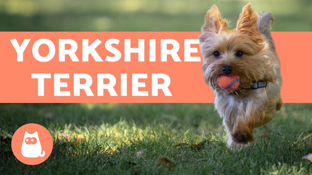 Yorkshire Terrier - Care and Training Information