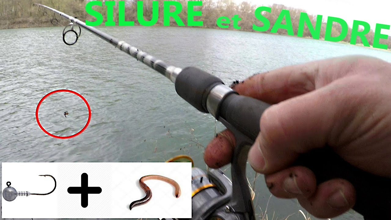 JUSTE un VER de TERRE et ça PÊCHE ! Silure/ Sandre
