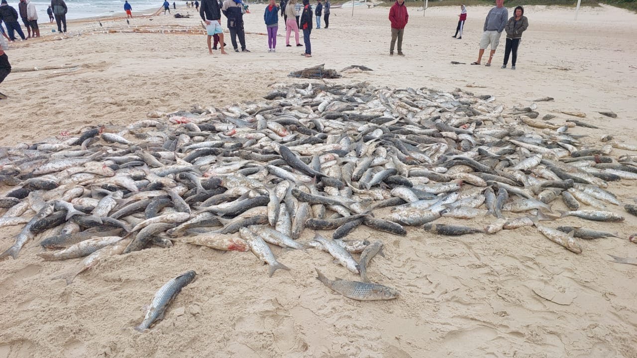 Lançamento da segunda rede na Praia dos Ingleses – Canto Norte