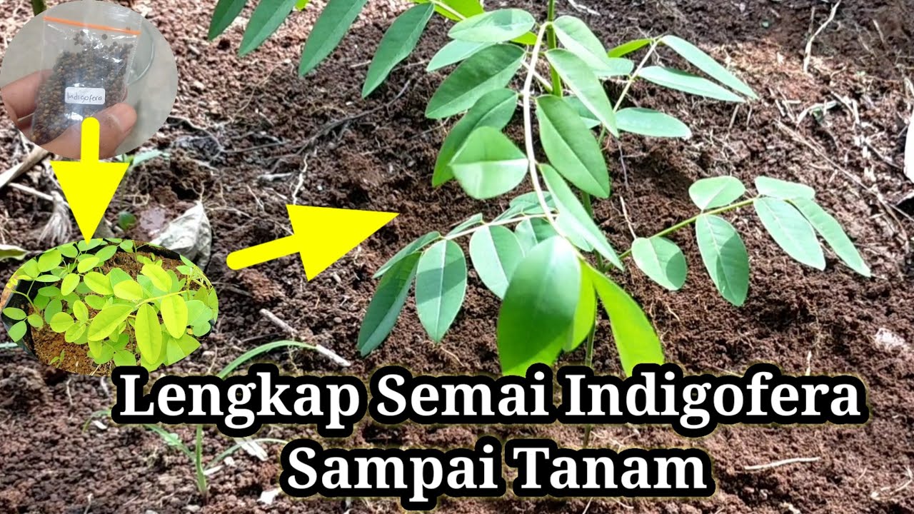 Cara Semai & Menanam Indigofera Dari Biji Lengkap