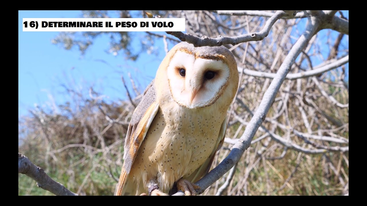 COME ADDESTRARE I RAPACI | 16) Determinare il peso di volo