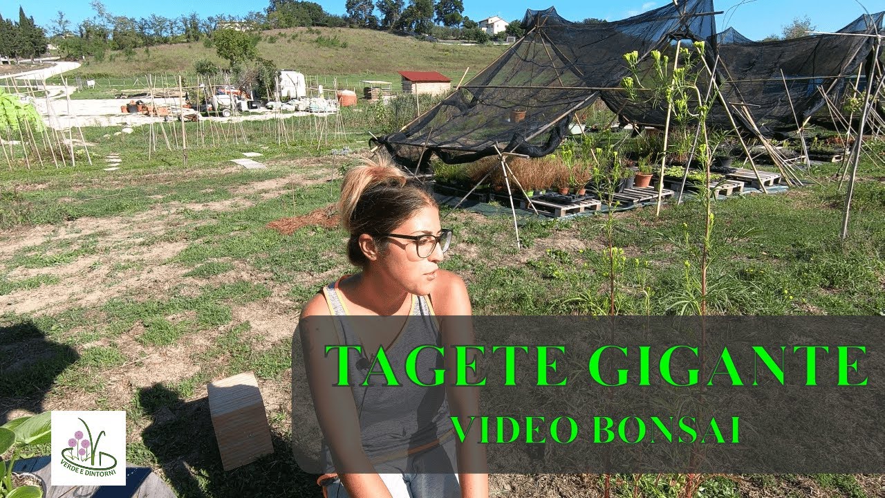 TAGETE GIGANTE