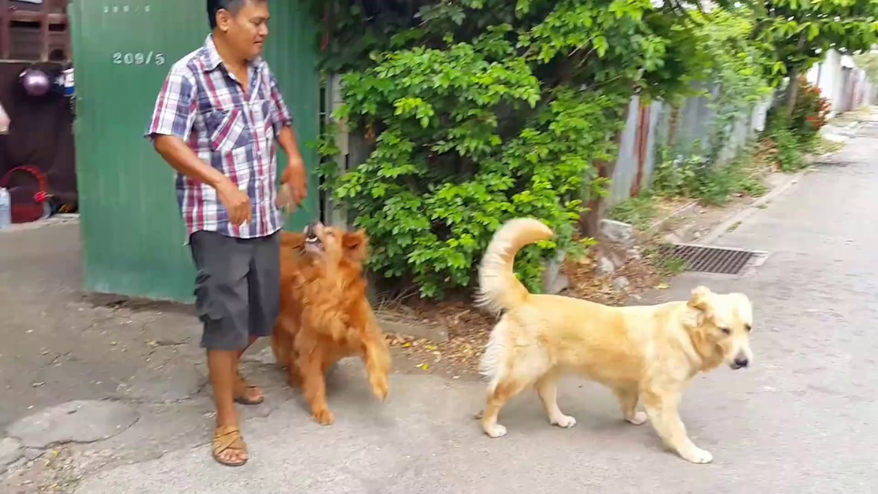 ฝึกให้น้องหมา 