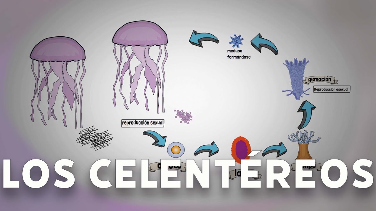 Los celentéreos #videolección 1º de eso