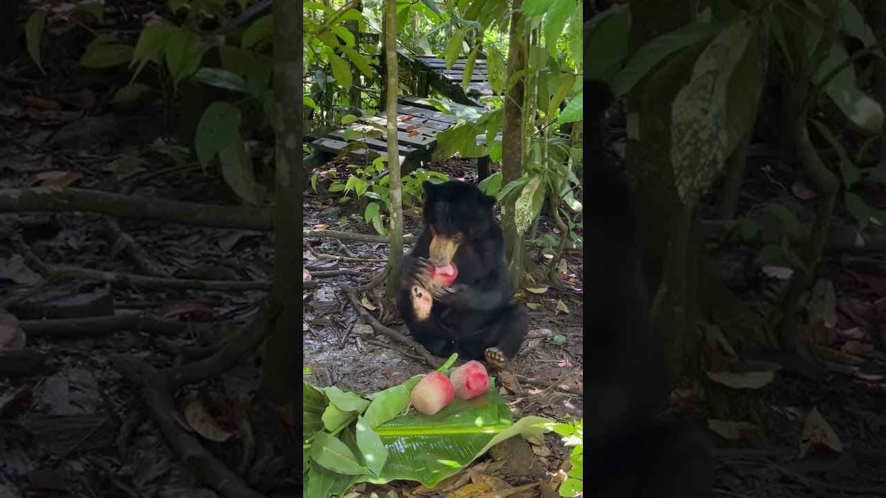 Ice block enrichment for sun bear #sunbear #wildlife #nature #conservation