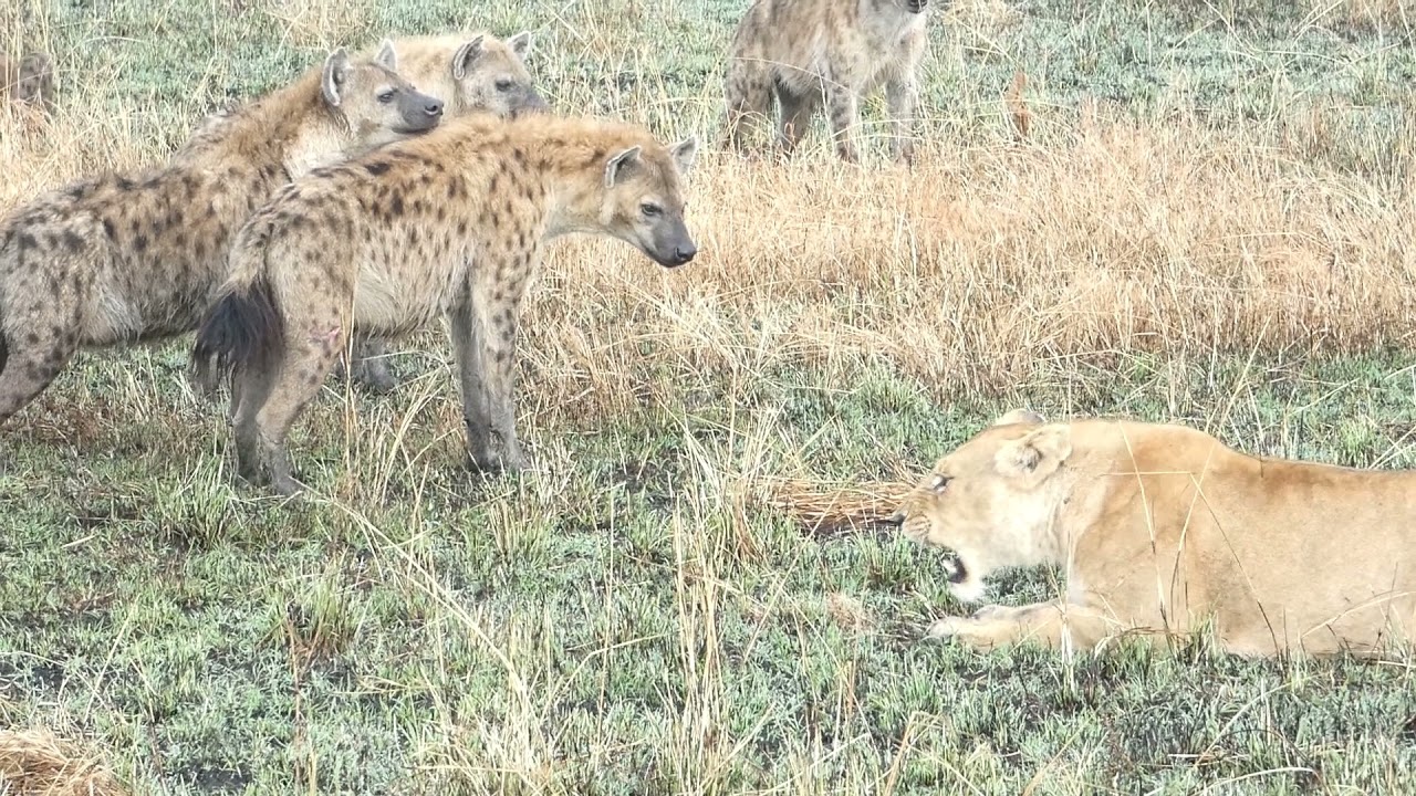 Lion Pride vs Hyena Clan on the Maasai Mara