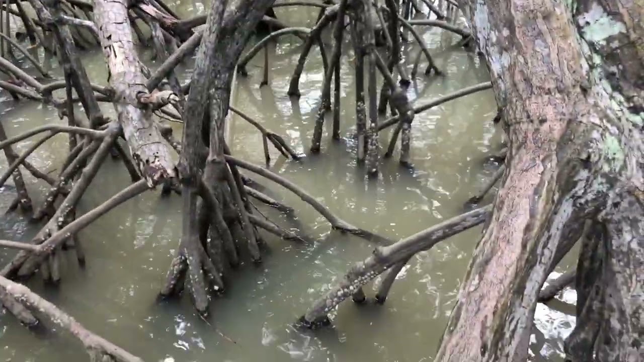 Pesca de moreia rio Santa Maria vitória es
