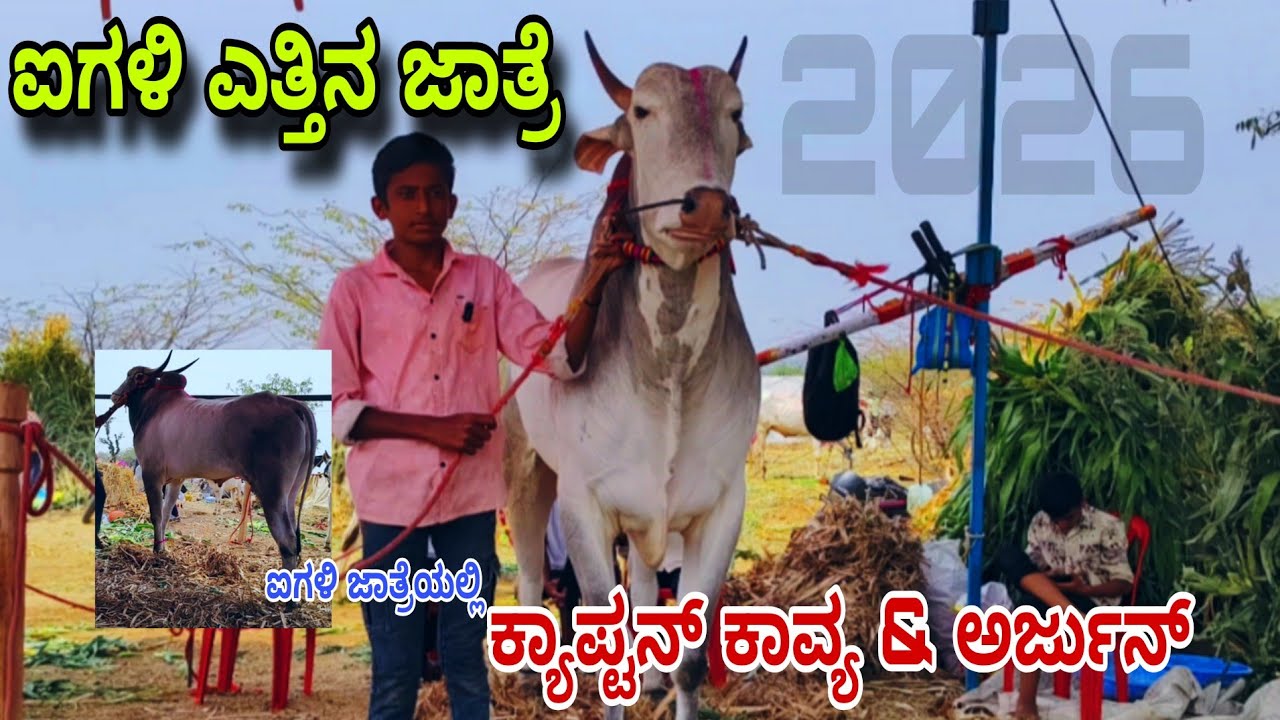 ಐಗಳಿ ಎತ್ತಿನ ಜಾತ್ರೆ | ಎರಡು ಹಲ್ಲಿನ ಹೋರಿಗಳು ಜಾತ್ರೆ | 2029ರ  ಐಗಳಿ ಎತ್ತಿನ ಜಾತ್ರೆ 
