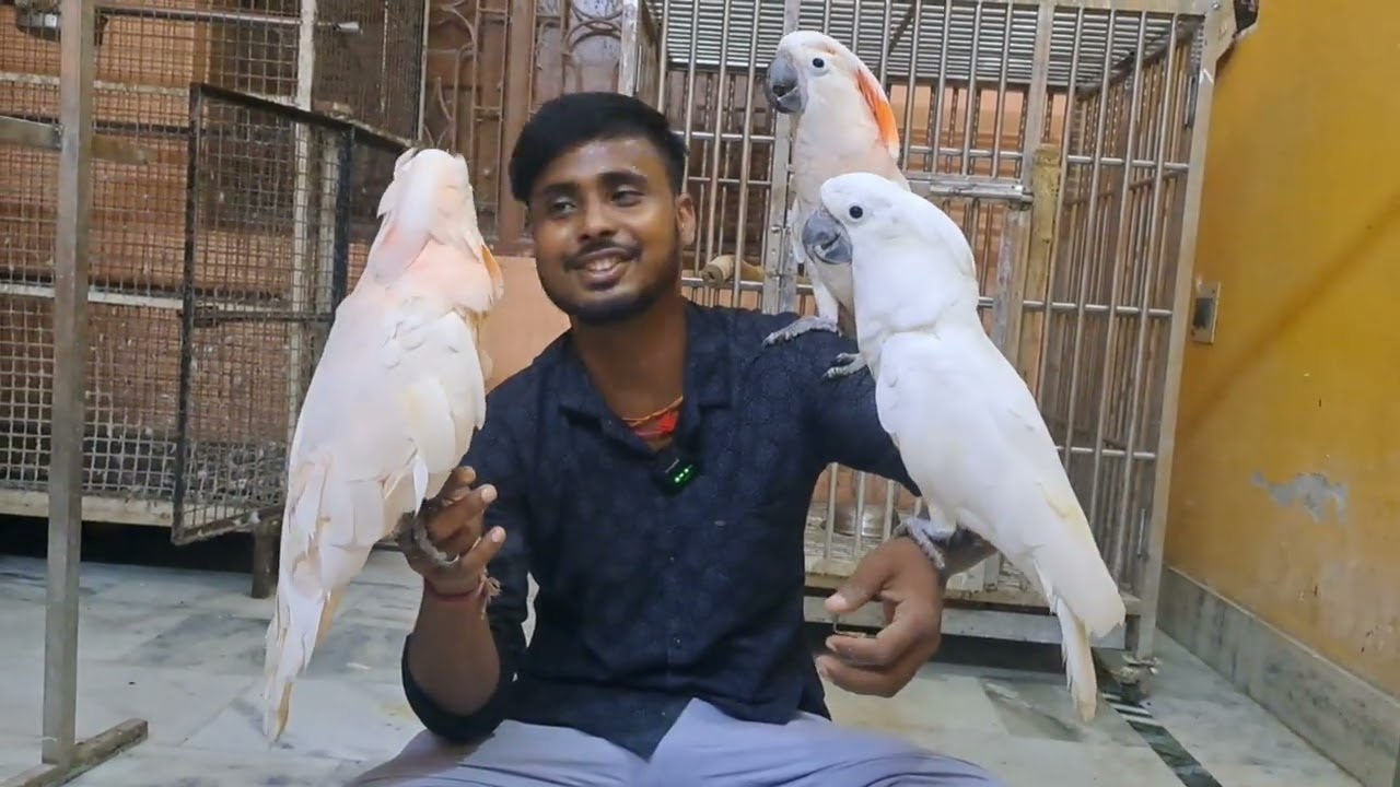 World Largest white colour cockatoo// Moulaccan cockatoo Talking// How to interact with your parrot 