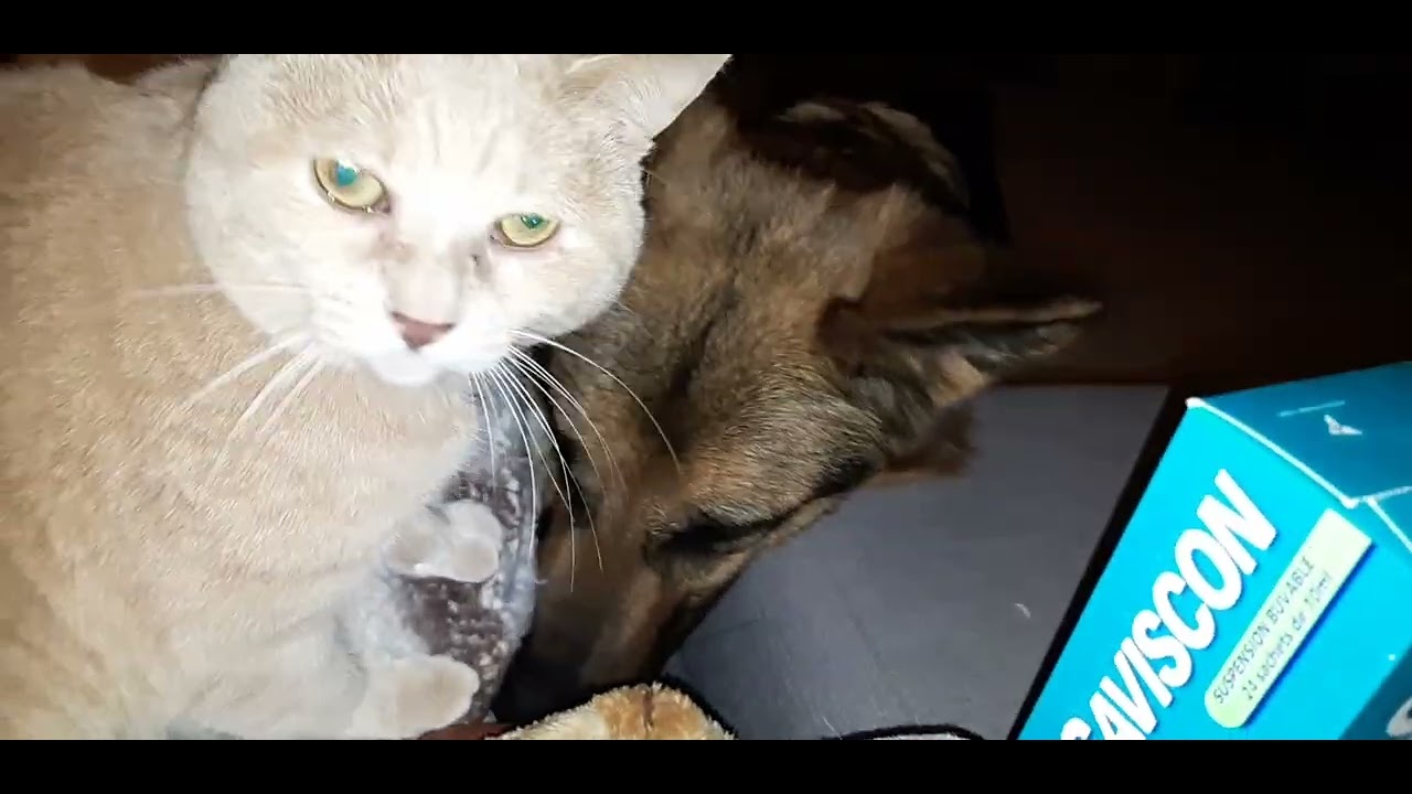 🐺🐱Mais si, je lui fais des câlins, je te jure... 😏