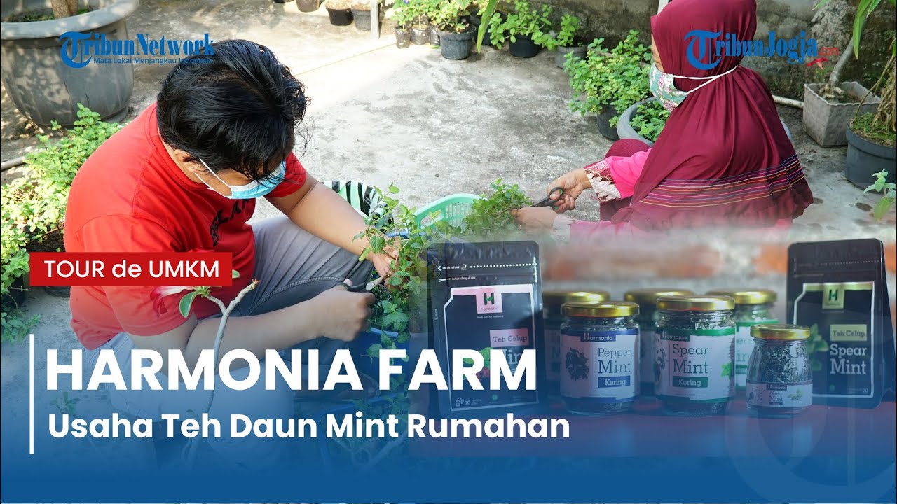 HARMONIA FARM | Usaha Teh Daun Mint, Berawal Dari Hobi