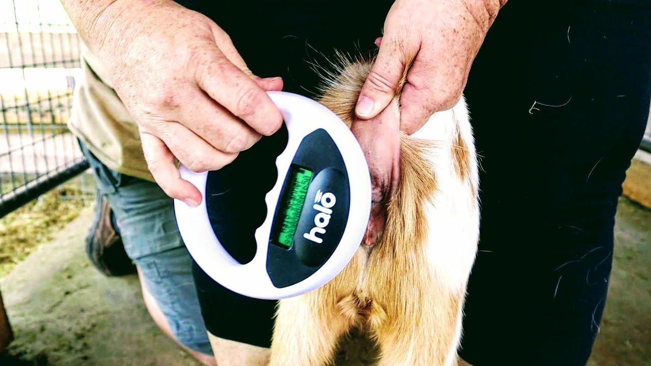 GOAT IDENTIFICATION - How to Insert Microchips and Pull DNA Samples